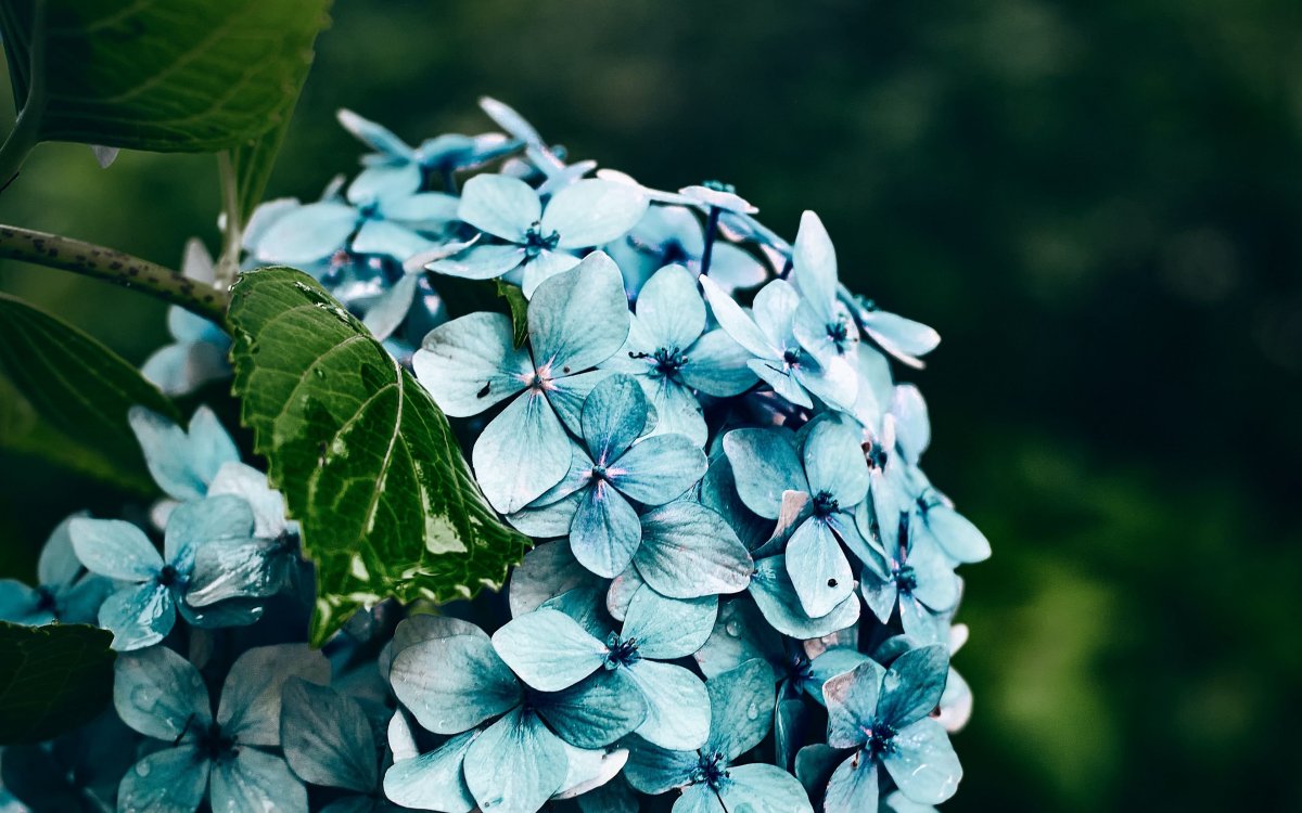 Пестрокрылая изменчивая к чему эти бабочки сидела на Пальчике