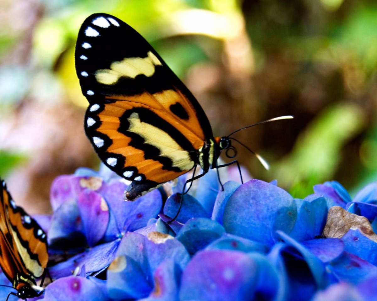 Коричневая гортензия