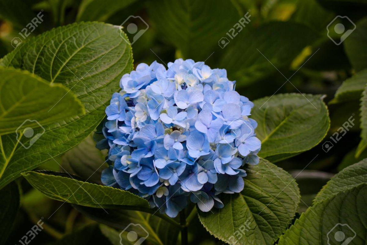 Жуки на гортензии