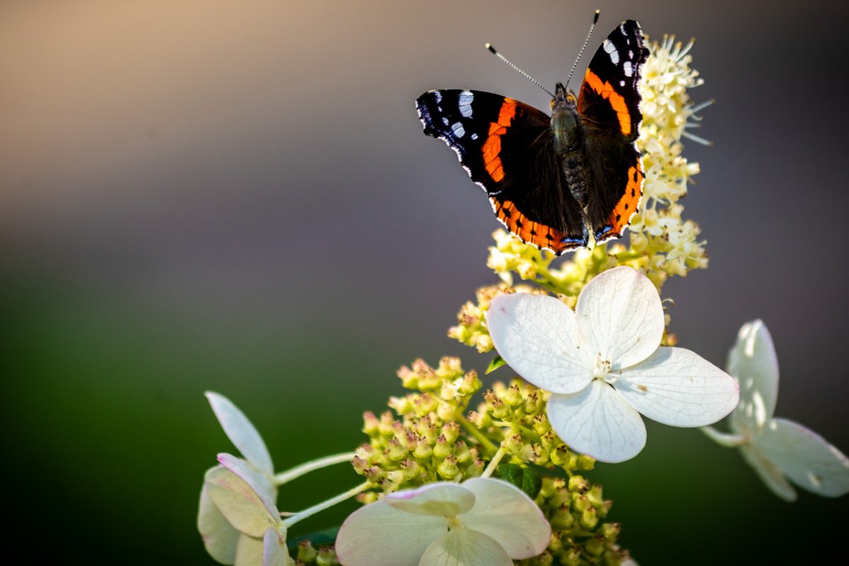 Гортензия крупнолистная Мармеладка