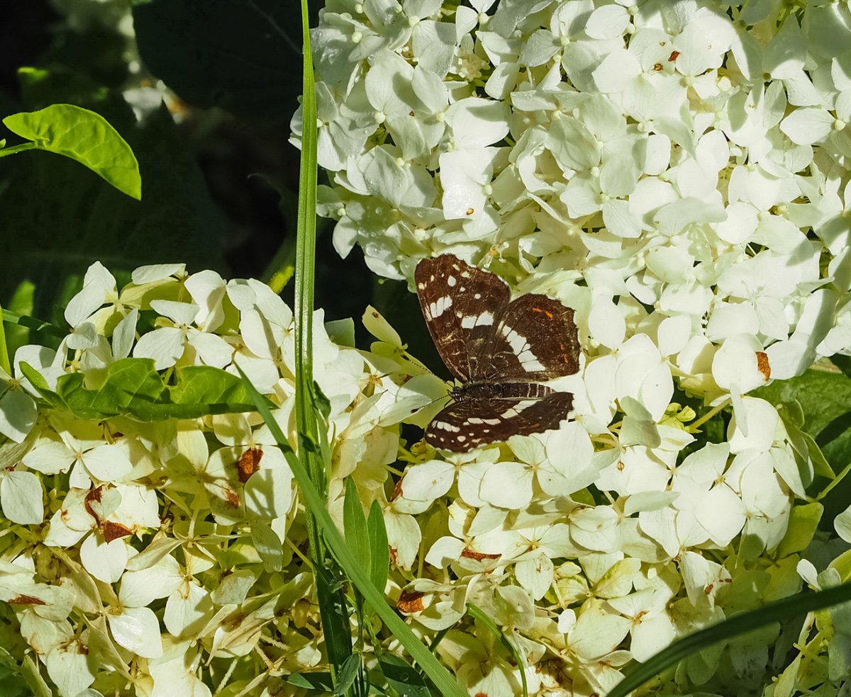 Гортензия Саманта крупнолистная