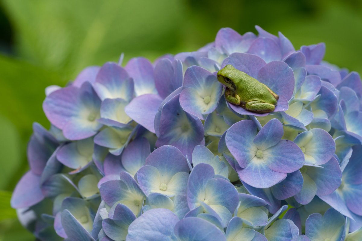 Сирень и бабочки