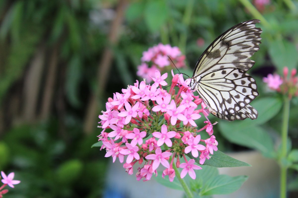 Гортензия Блю Вейв