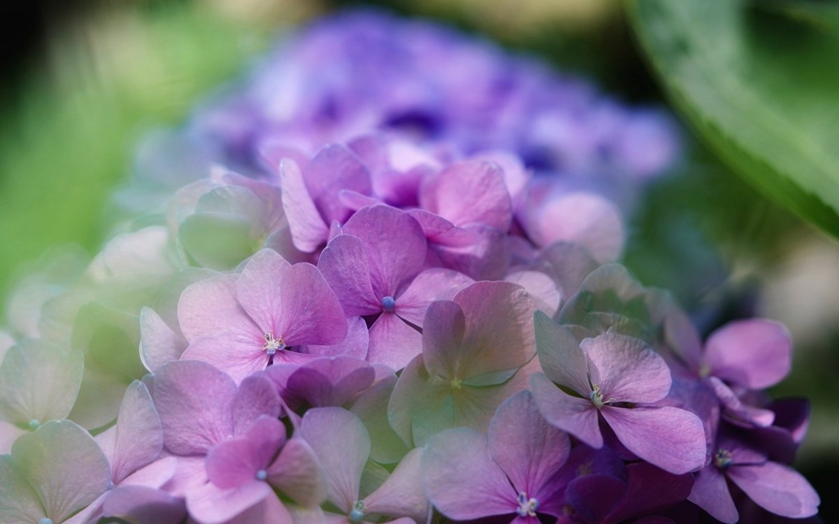 Гортензия Петер Чапелл