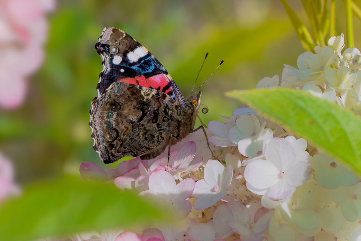 Акварель "бабочка"