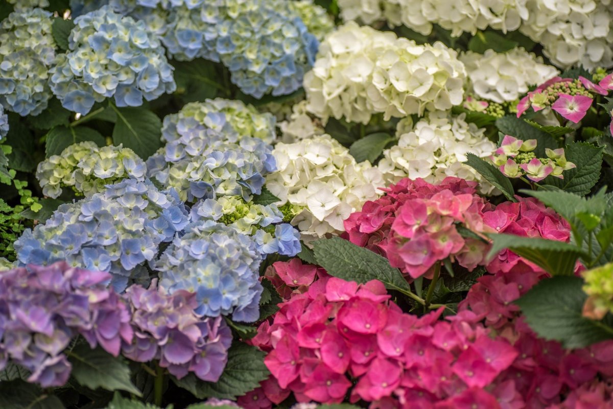 Фотообои бабочки фото