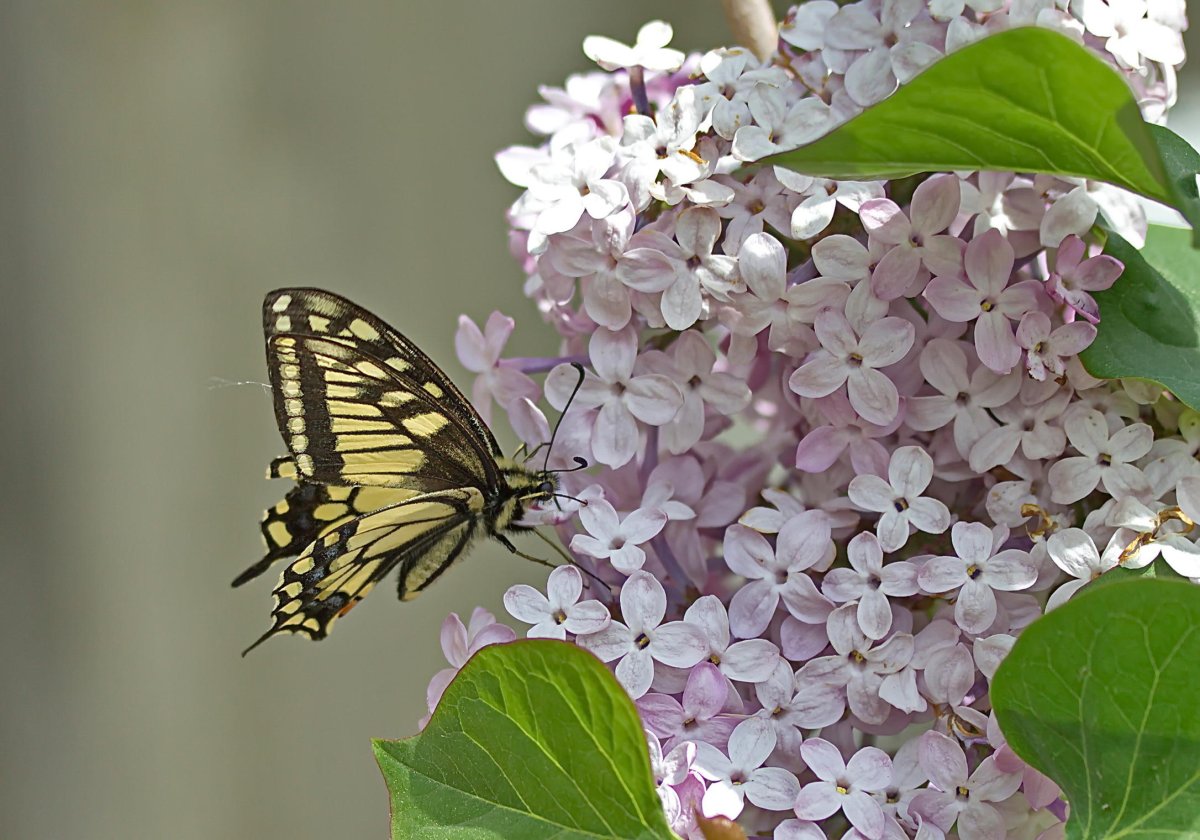 Лягушонок в цветке макро