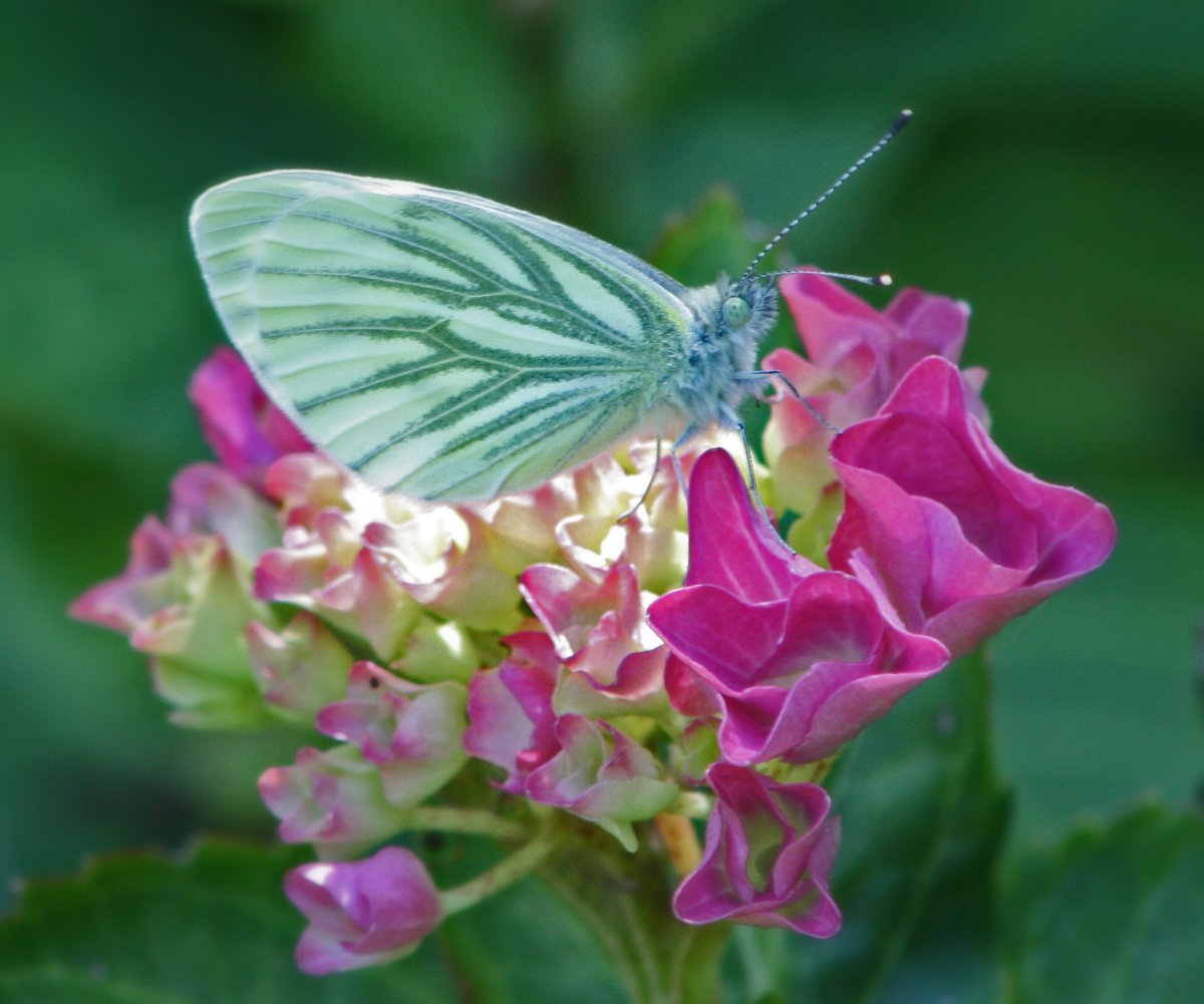 Гортензия метельчатая бабочка