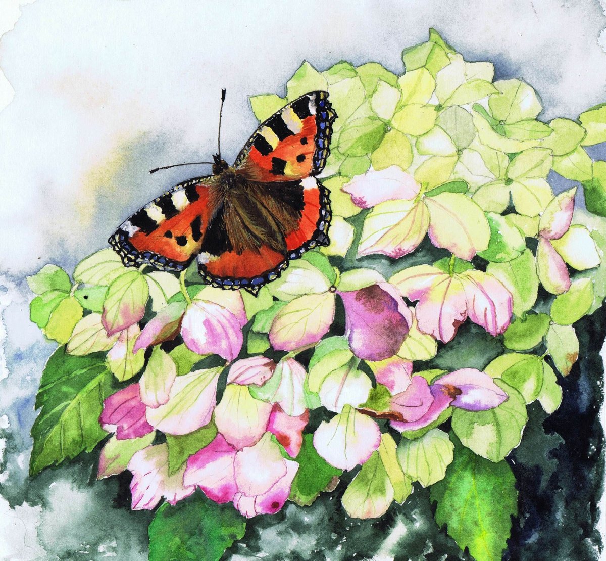 Гортензия Butterfly