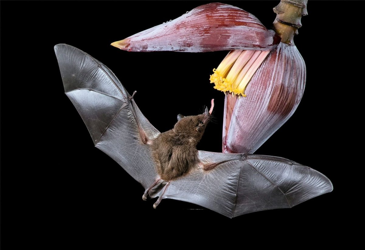 Рыжая вечерница самка