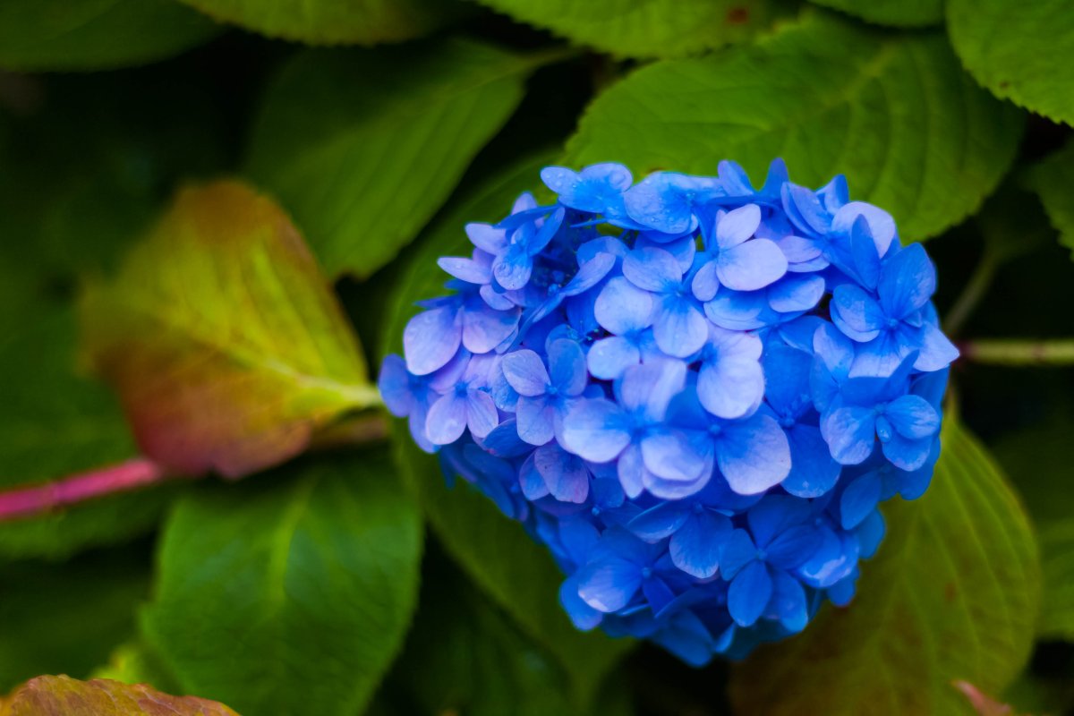 Гортензия Шнибаль