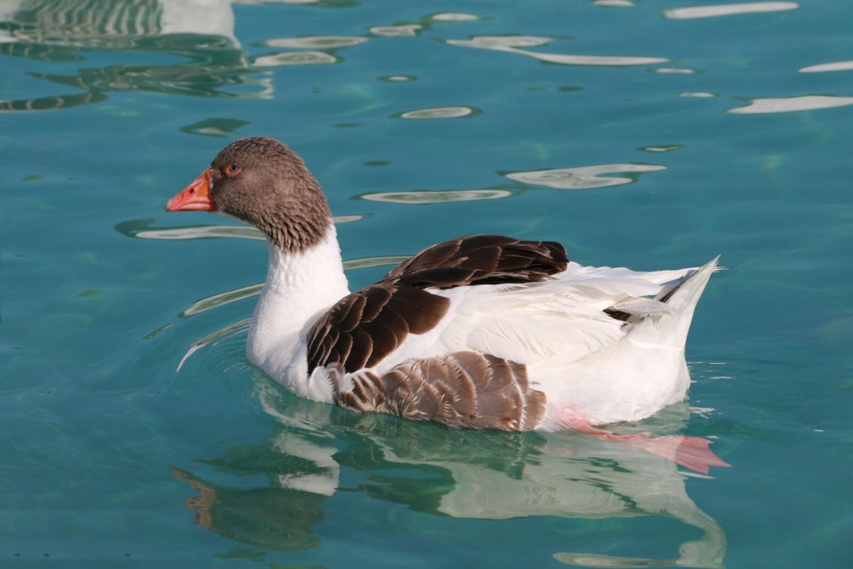 Морская кряква