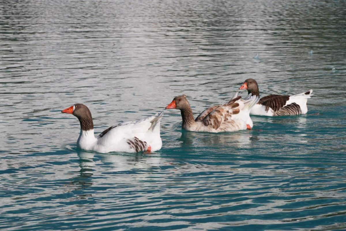 Морской селезень
