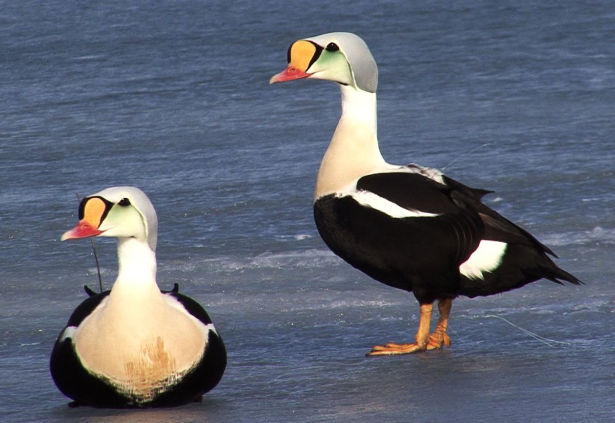 Гага гребенушка