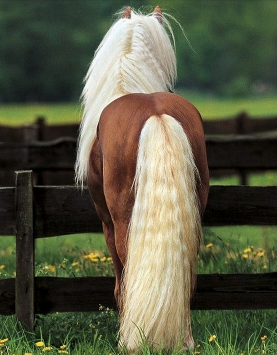 Игреневая масть