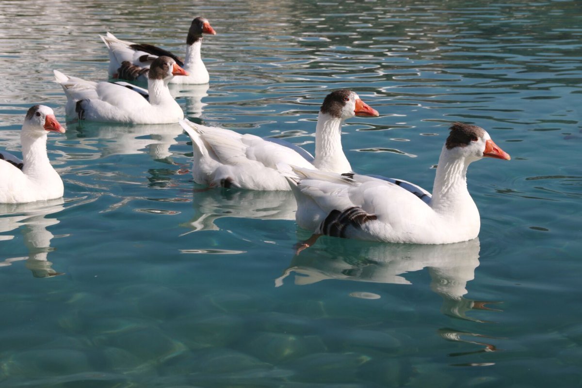 Утки на море