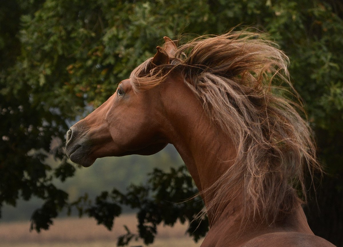 Что плетет косу лошади