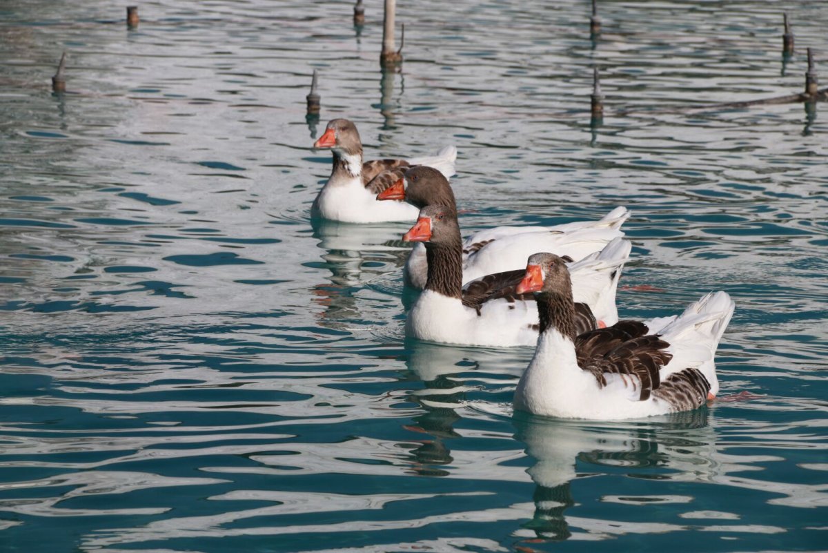 Утки белого моря