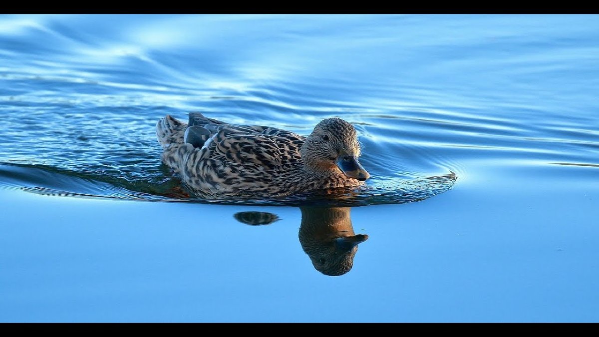 Фотографии морских уточек