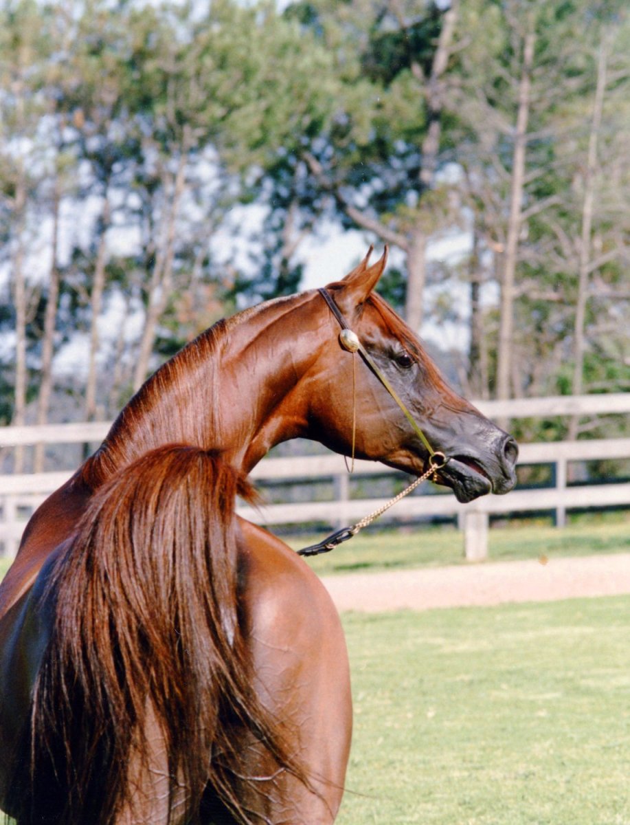 Хвост арабской лошади