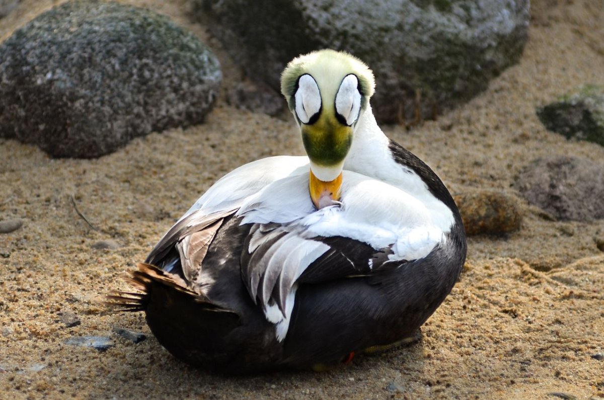 Гага утка очковая