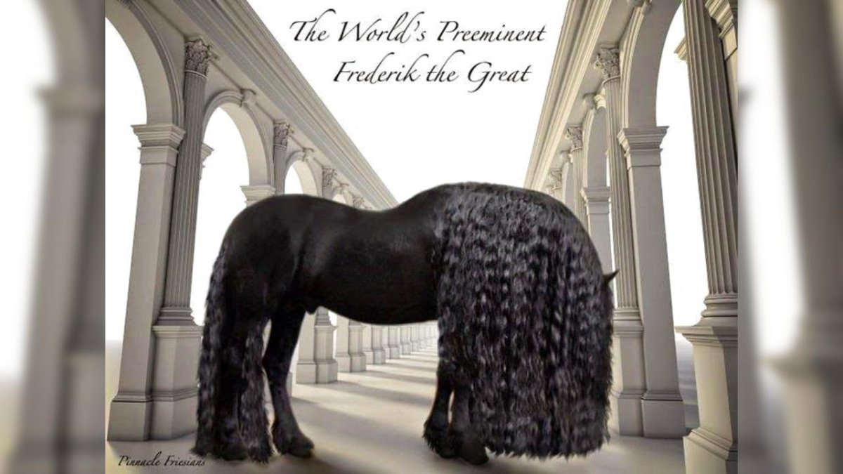 Лошадь с подстриженным хвостом