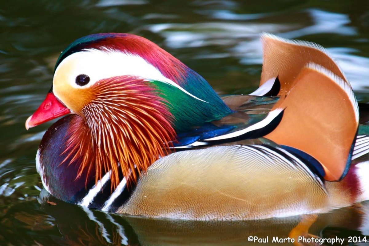 Белый утенок