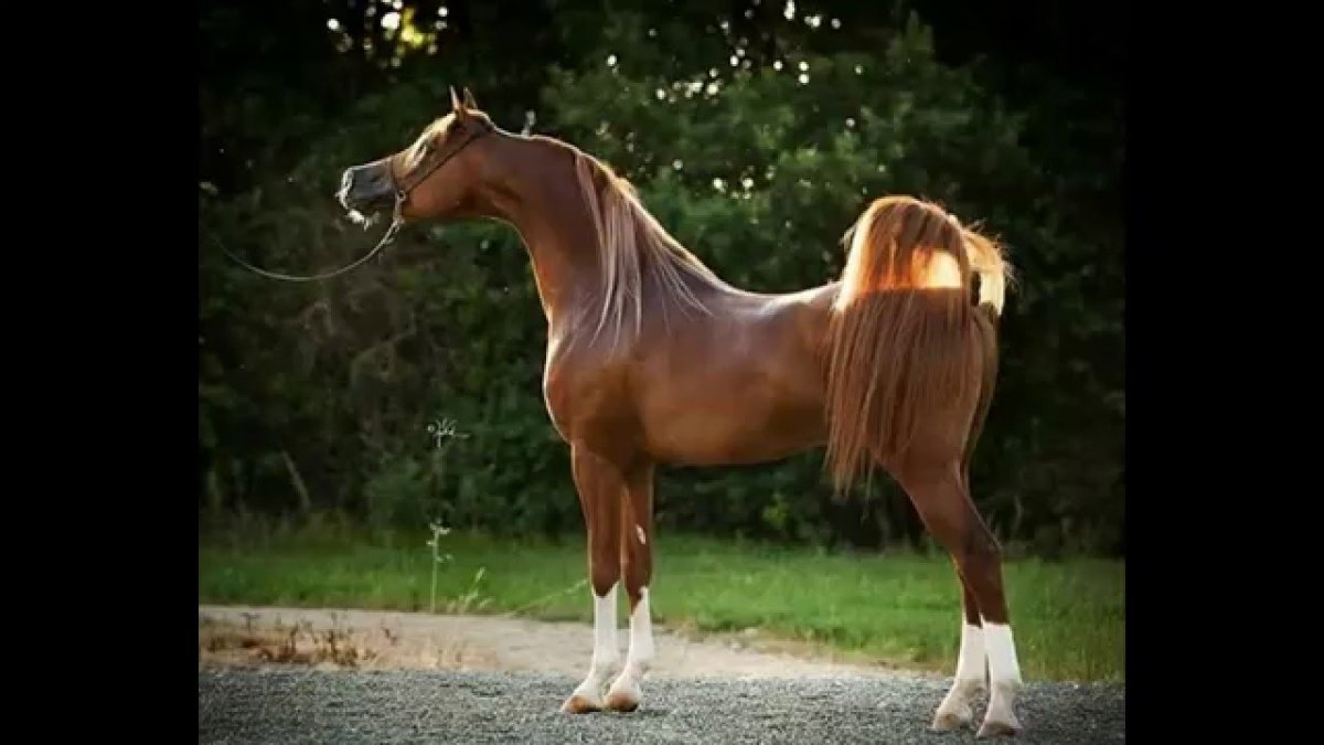 Лошадь задрала хвост