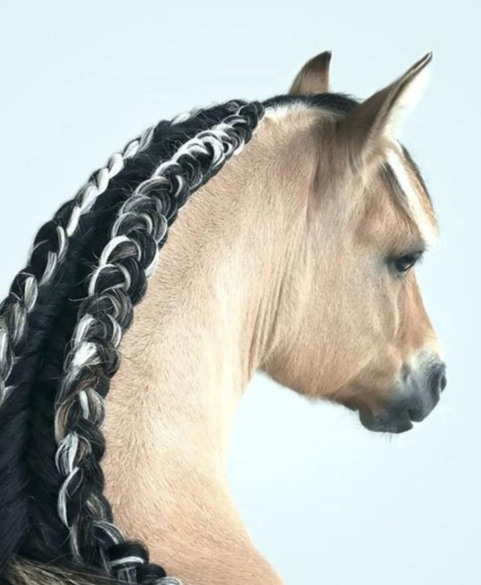 Хвост лошади