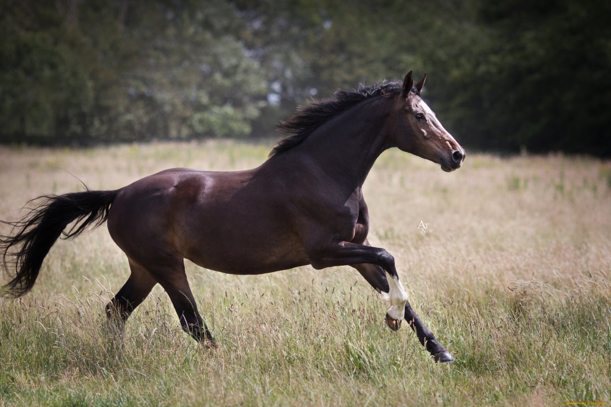 Терская лошадь