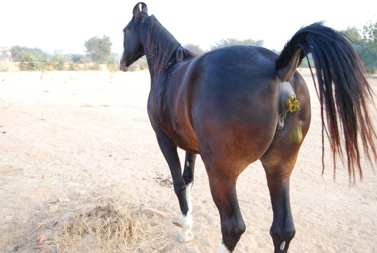 Заплетение гривы лошадей