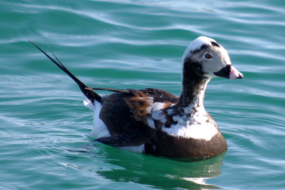 Морская утка