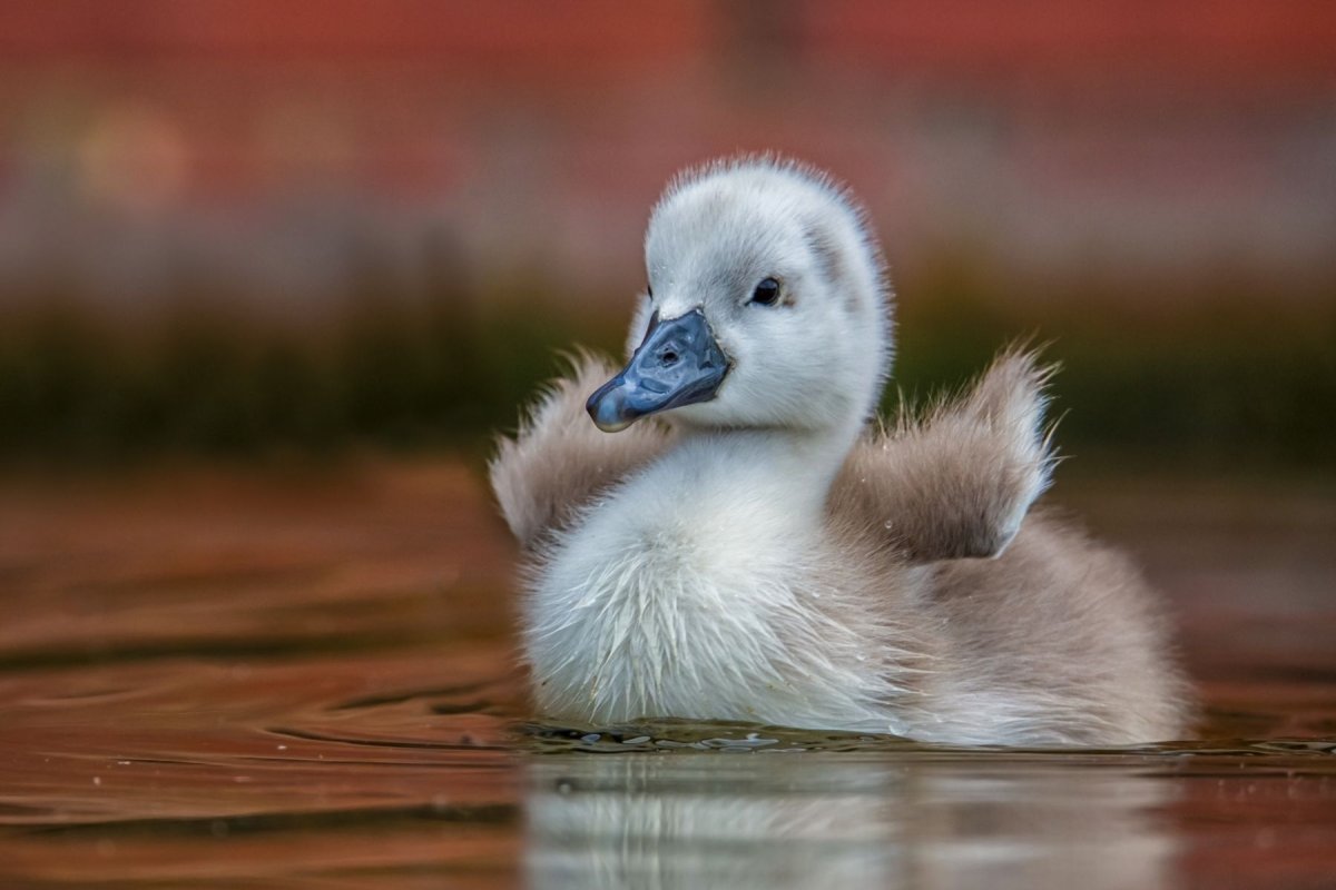 Гусь гусенок гусятник