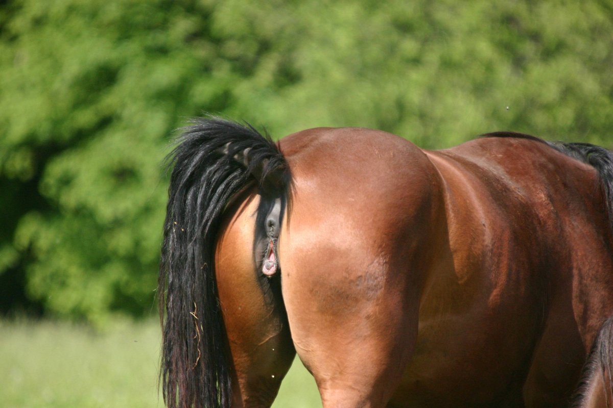 Лошадиные ягодицы