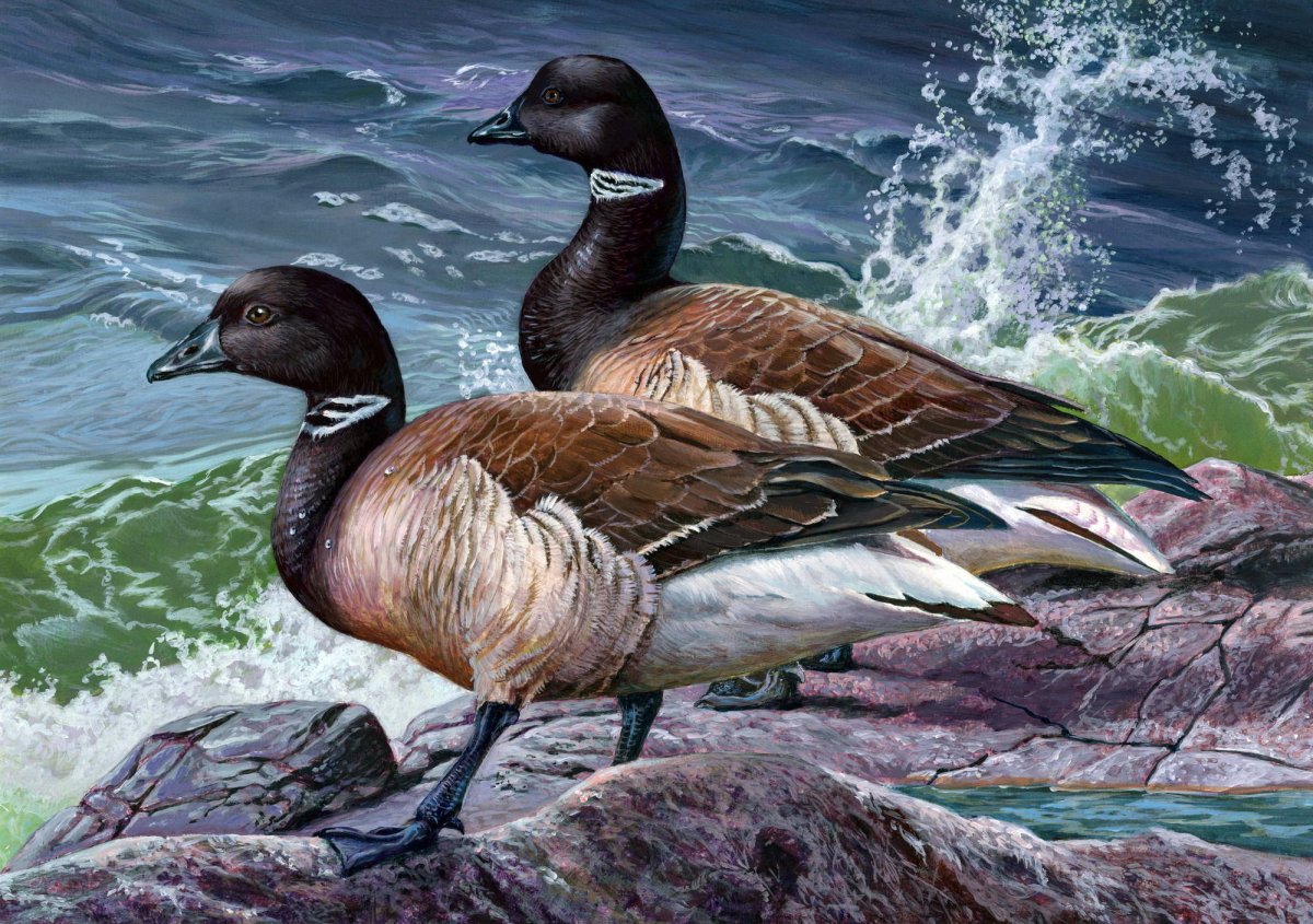 Огарь селезень и утка