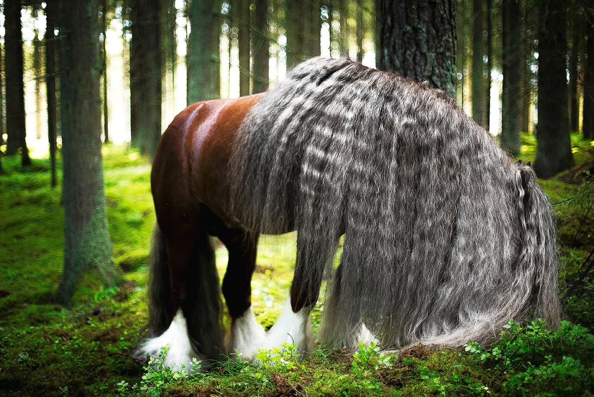 Конь с длинной гривой