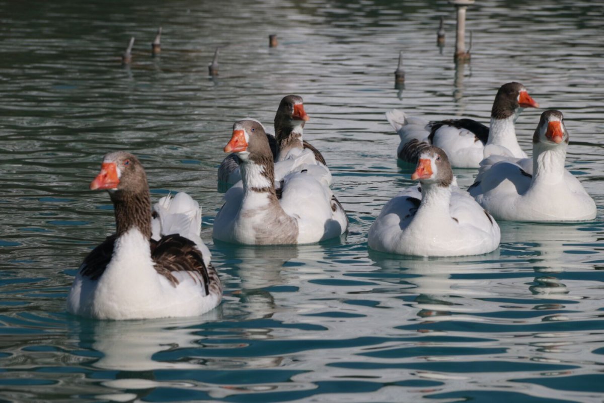 Утки на море