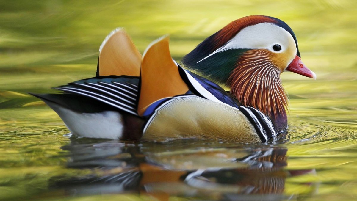 Белая кряква утка Дикая