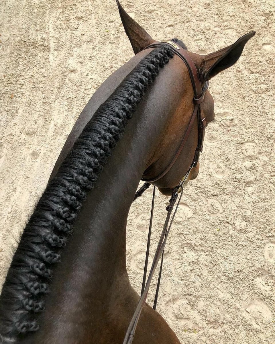 Лошадь с заплетенной гривой