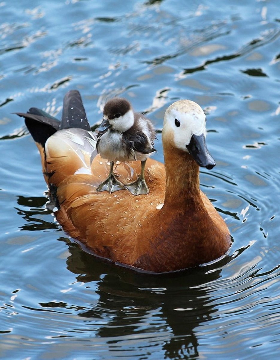 Морская кряква