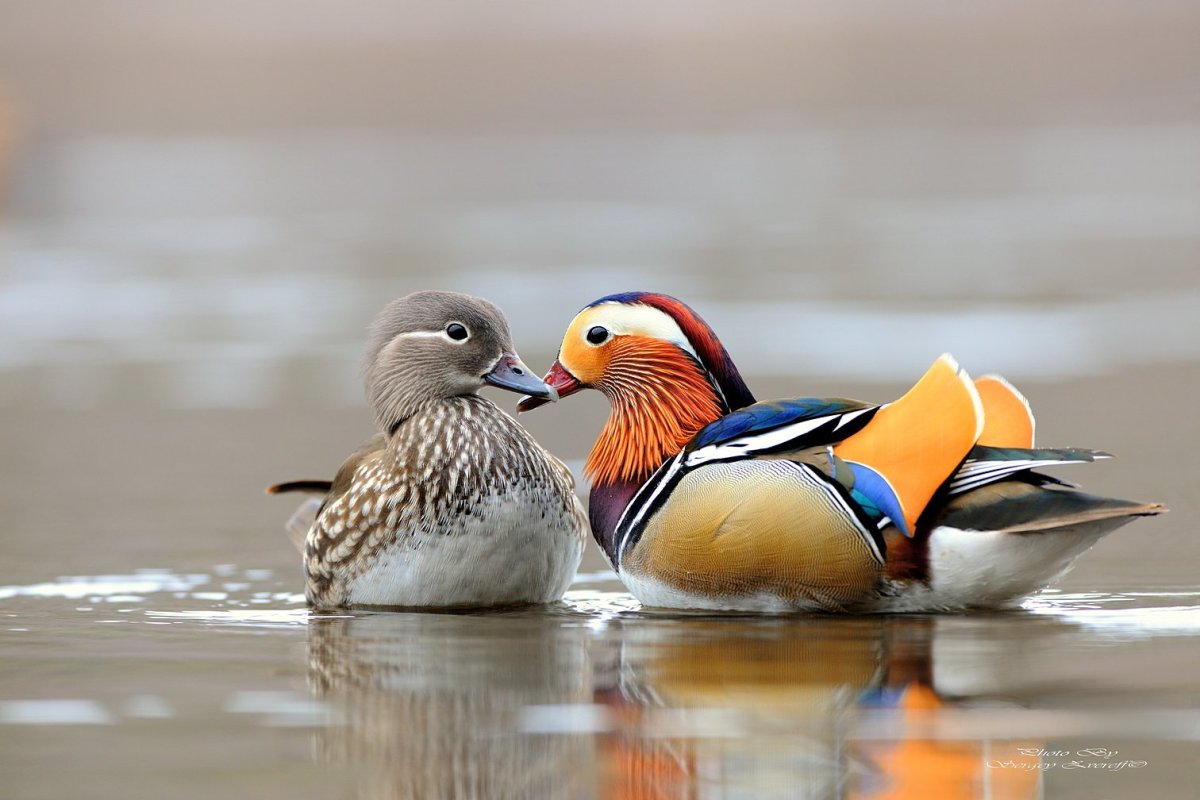 Утка Мандаринка