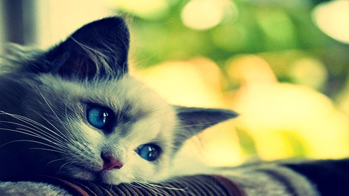 Грустный котик