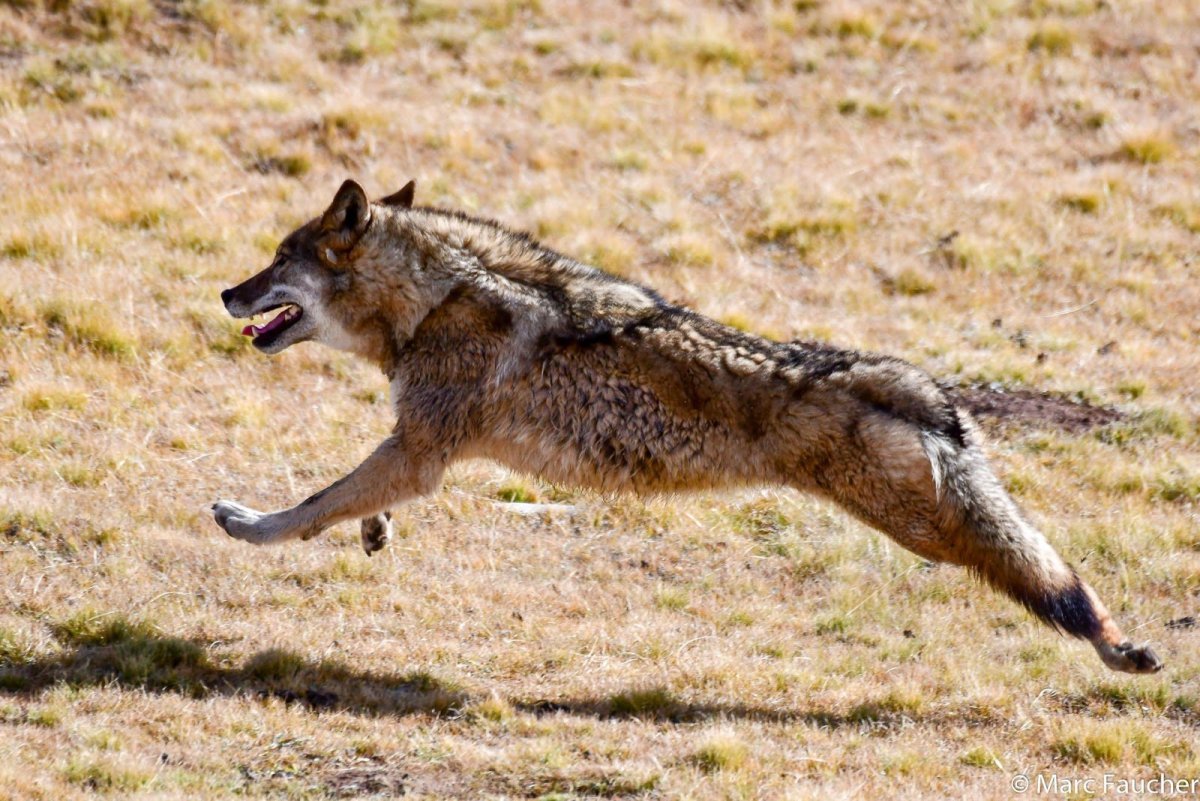 Tibetan Wolf (canis Lupus filchneri)