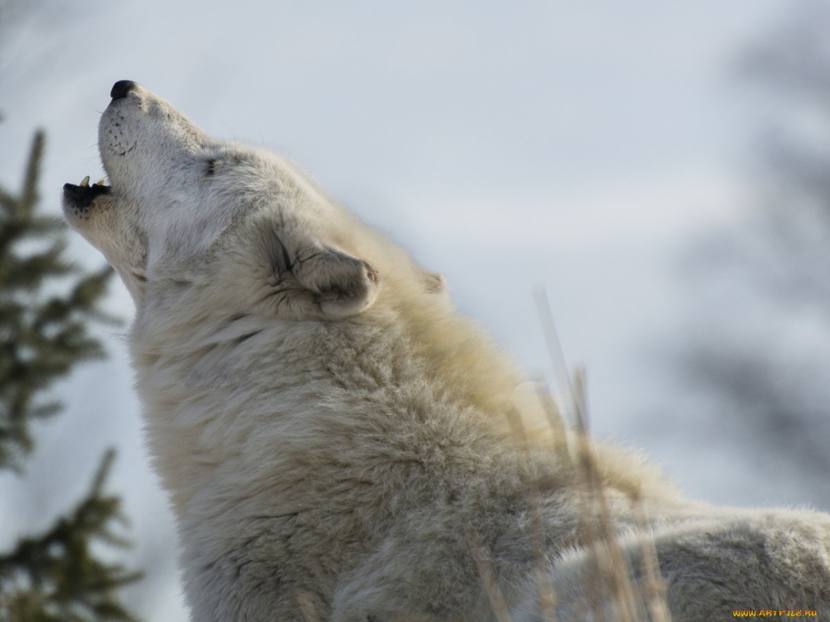 Дикие звери Камчатки
