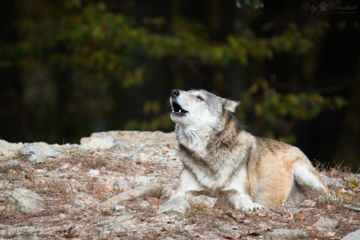 Тибетский волк