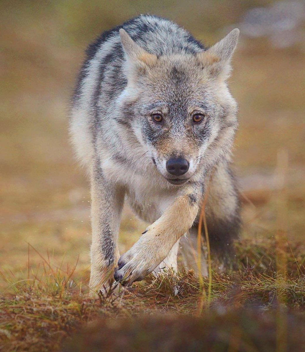 Canis Lupus alces