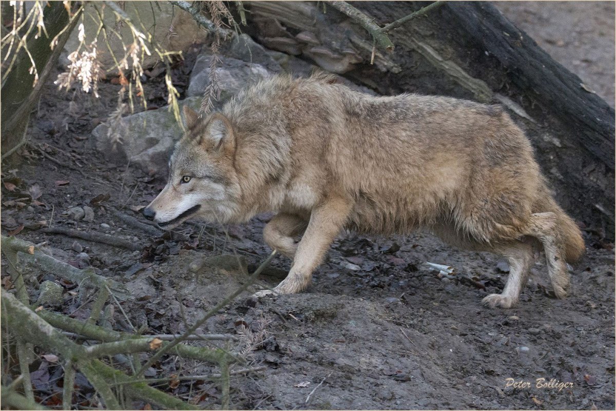 Белая Волчья морда на фоне леса