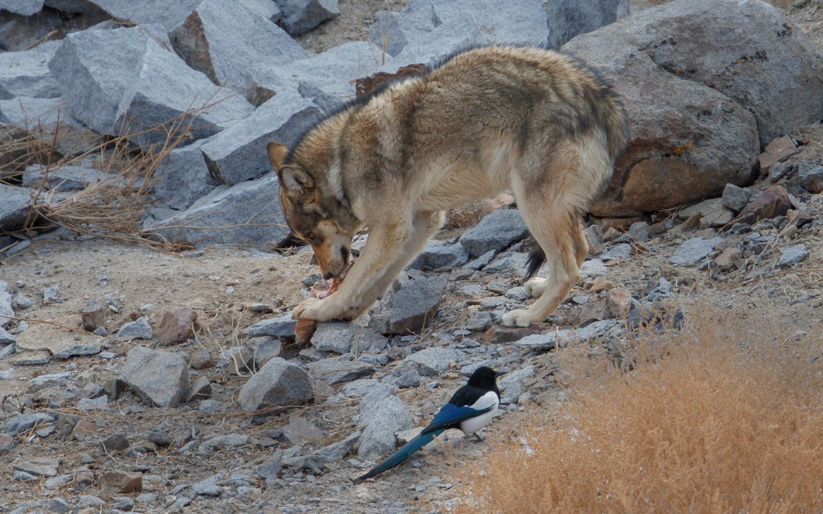 Шерстистый волк Тибет