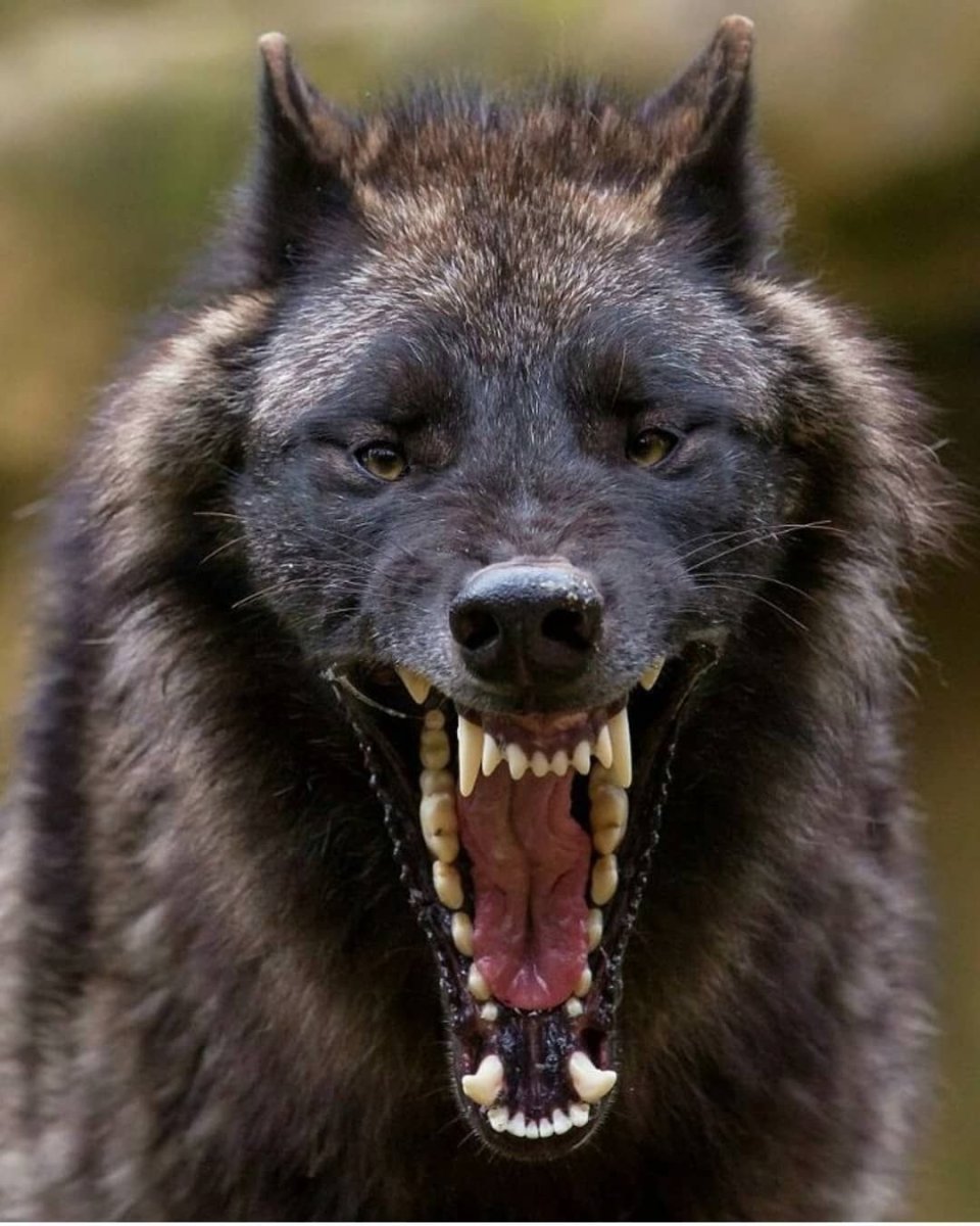 Тибетский мастиф