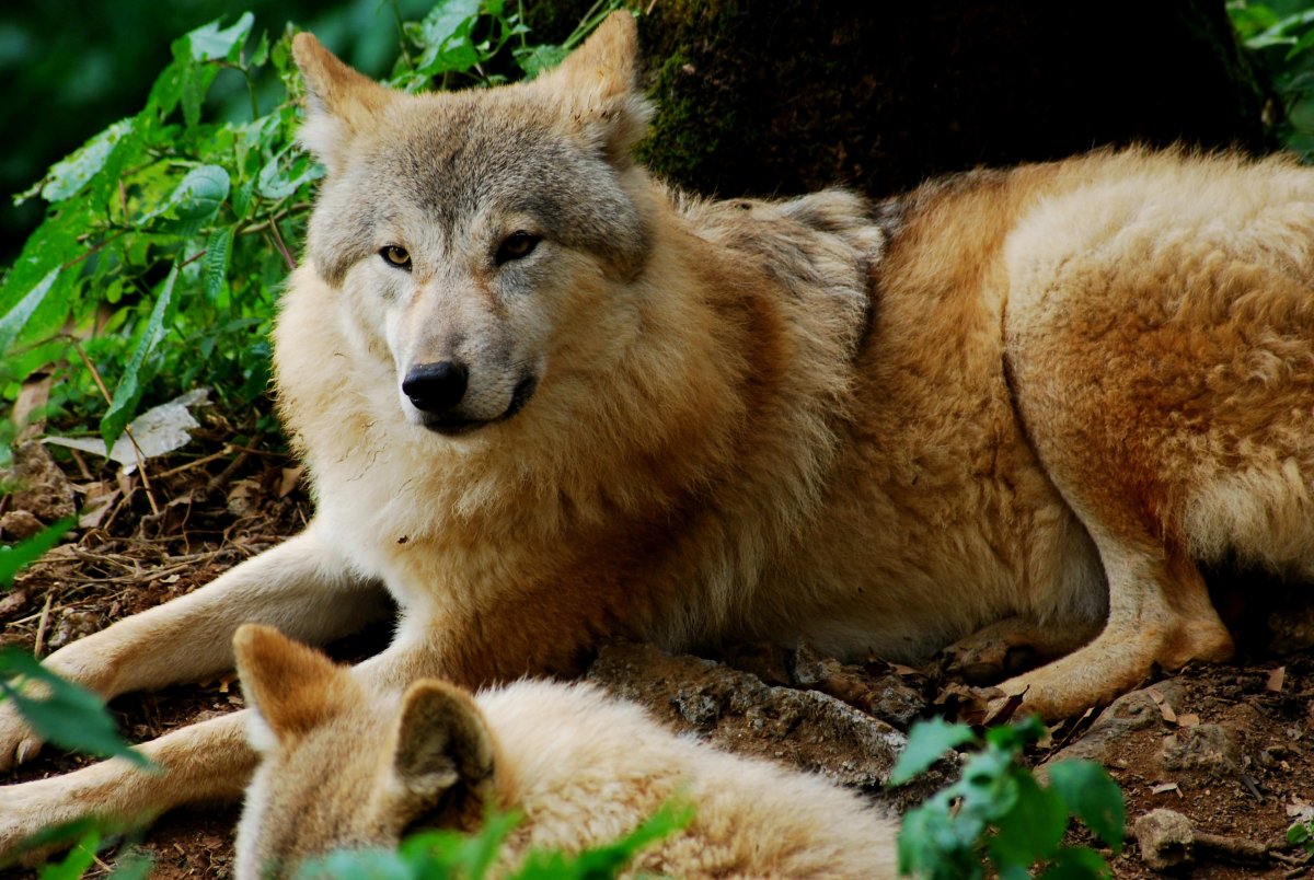 Сибирский волк оскал